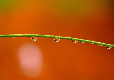 water droplets on green stem